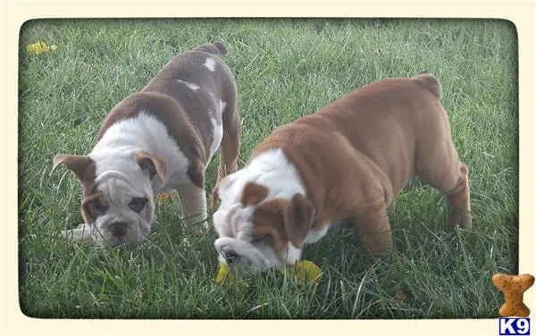 Bulldog puppy for sale